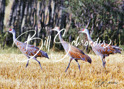 Sandhill Crane Family