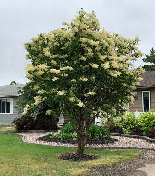 'Kai-Fu' Amur Tree Lilac Seed – GreenTree Agroforestry Solutions