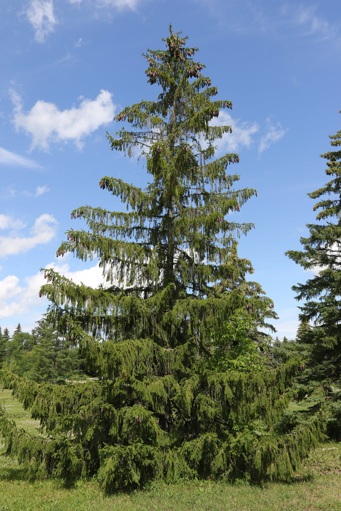 'Norman Ross' Norway Spruce Seed – GreenTree Agroforestry Solutions